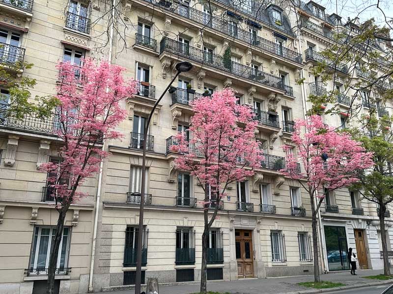 Toona sinensis 'Flamingo' avec son feuillage printanier, Paris 14e (75)