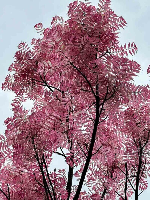 Toona sinensis 'Flamingo' avec son feuillage printanier, Paris 14e (75)