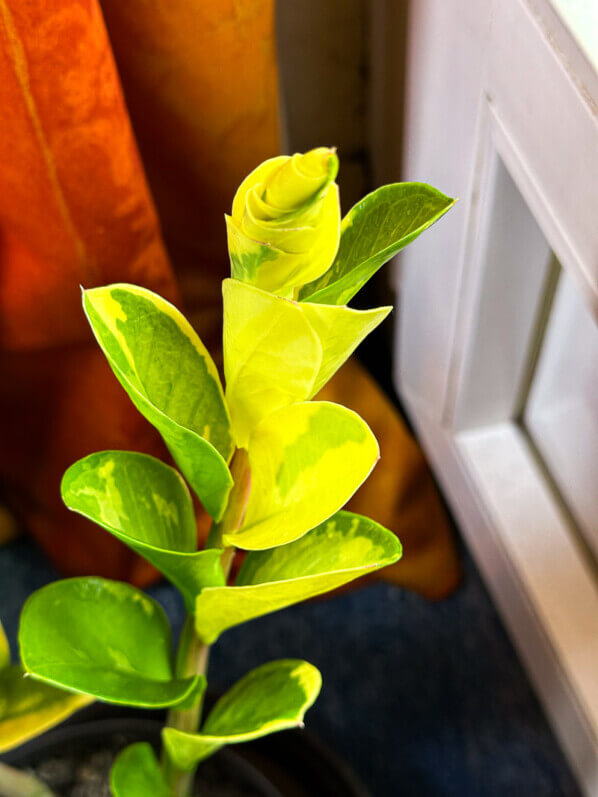 Nouvelle feuille du Zamioculcas panaché, Araceae, plante d'intérieur, Paris 19e (75)