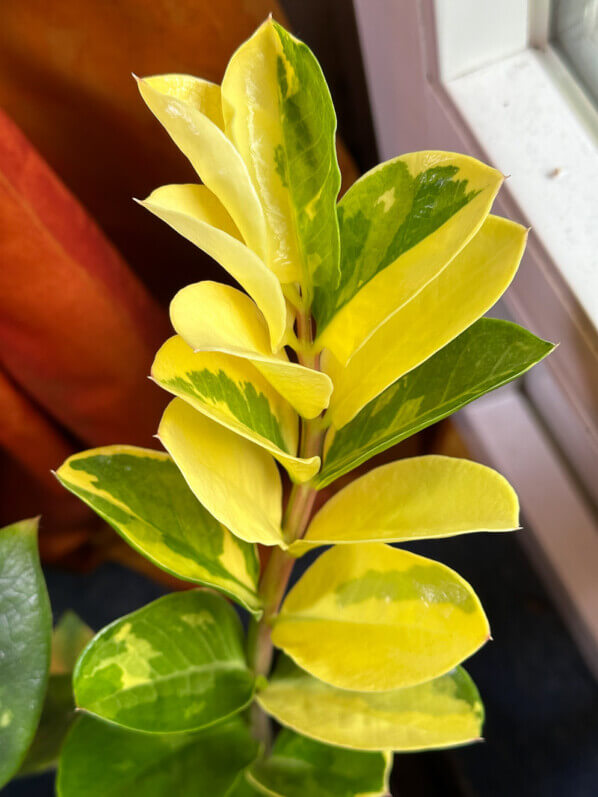 Zamioculcas à feuillage panaché, Araceae, plante d'intérieur, Paris 19e (75)