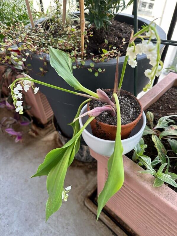 Pot de muguet forcé en piteux état sur mon balcon parisien, Paris 19e (75)