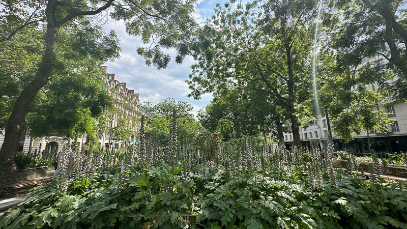 Acanthes fleuries dans la Promenarde Richard Lenoir, square Richard Lenoir, Paris 11e (75)