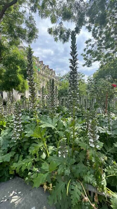 Acanthes fleuries dans la Promenarde Richard Lenoir, square Richard Lenoir, Paris 11e (75)