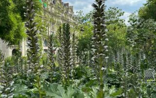 Acanthes fleuries dans la Promenarde Richard Lenoir, square Richard Lenoir, Paris 11e (75)
