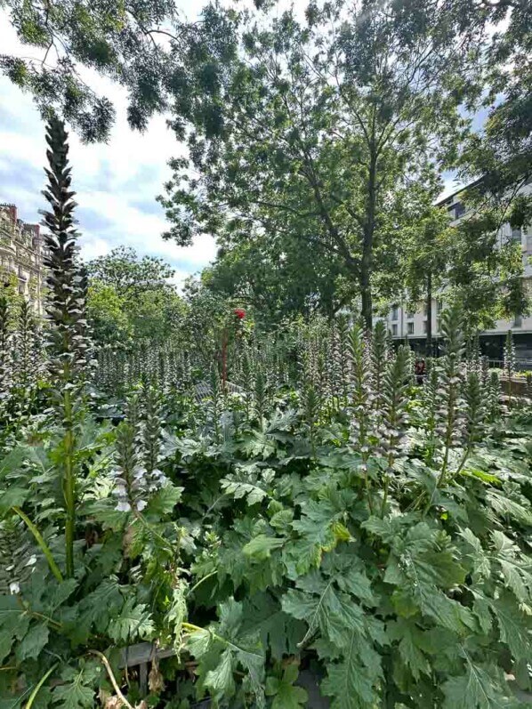 Acanthes fleuries dans la Promenarde Richard Lenoir, square Richard Lenoir, Paris 11e (75)