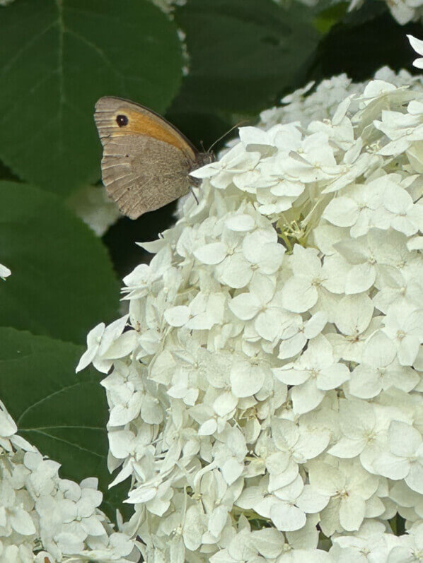 Myrtil, papillon, sur fleurs d'Hydrangea arborescens 'Annabelle', Festival international  des jardins, Chaumont-sur-Loire (41)