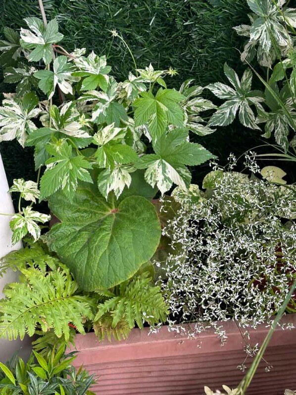 Houblon, bégonia, fougère et euphorbe au printemps sur mon balcon parisien, Paris 19e (75)