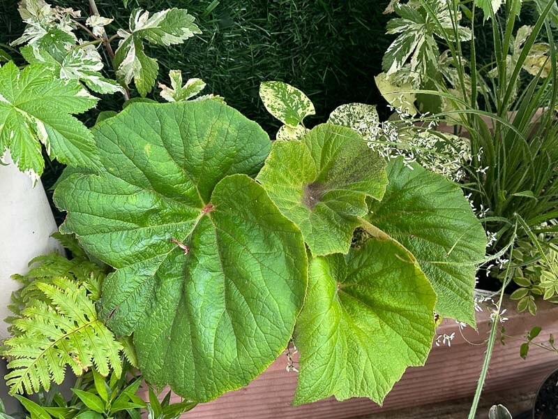 Begonia 'Torsa' au printemps sur mon balcon parisien, Paris 19e (75)