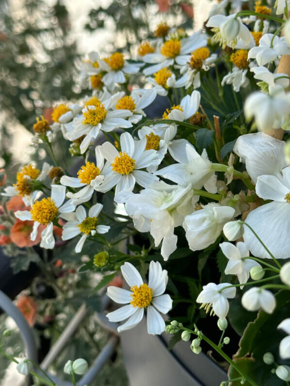 Potée de Bidens, Begonia et Euphorbia au printemps sur mon balcon parisien, Paris 19e (75)