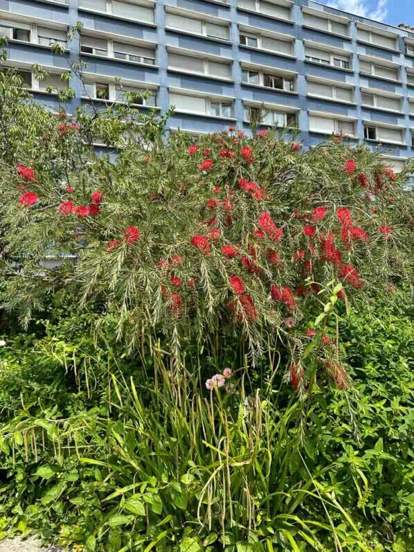 Callistemon fleuri dans la Promenade Plantée, Paris 12e (75)