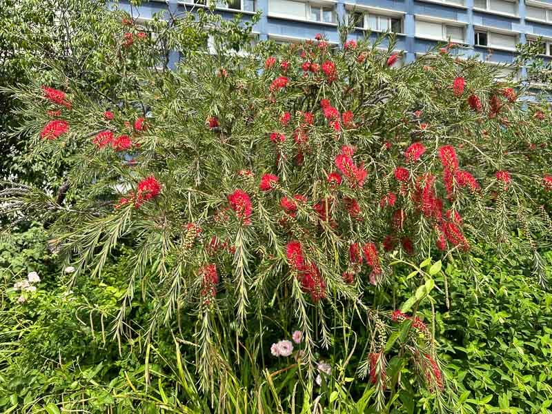 Callistemon fleuri dans la Promenade Plantée, Paris 12e (75)