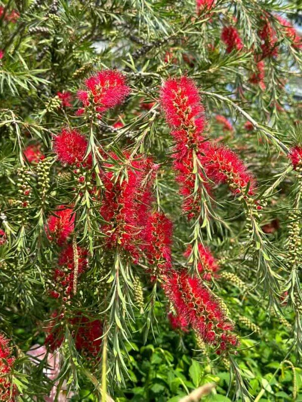 Callistemon fleuri dans la Promenade Plantée, Paris 12e (75)