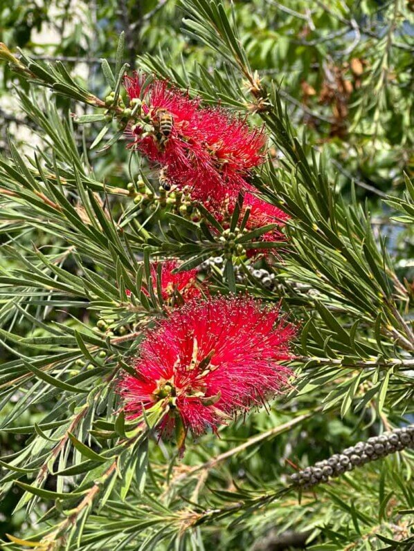 Callistemon fleuri dans la Promenade Plantée, Paris 12e (75)