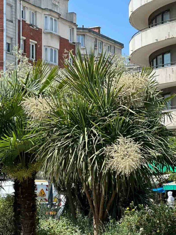 Floraison d'une Cordyline australis, avenue de Flandre, Paris 19e (75)
