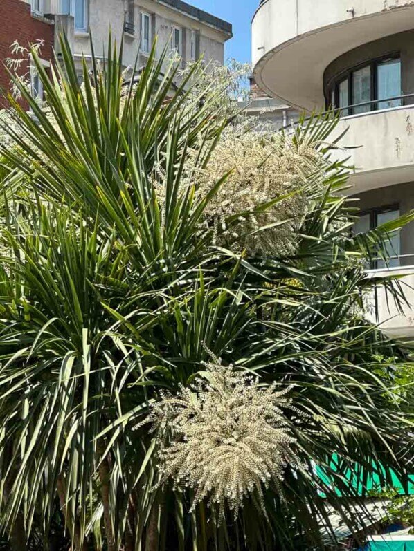 Floraison d'une Cordyline australis, avenue de Flandre, Paris 19e (75)