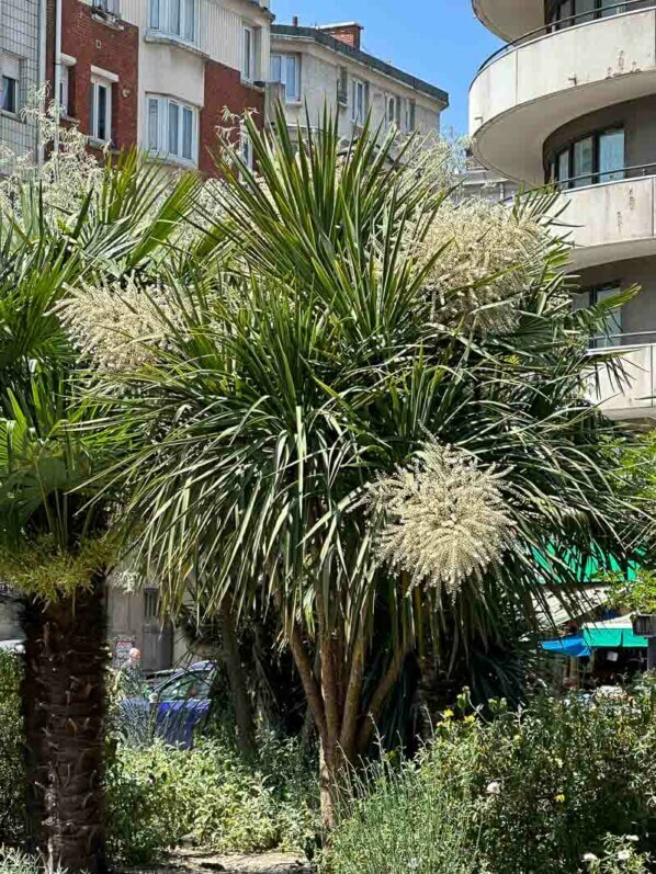 Floraison d'une Cordyline australis, avenue de Flandre, Paris 19e (75)
