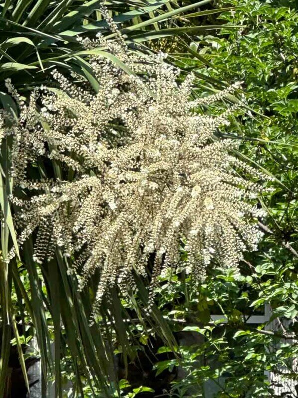 Floraison d'une Cordyline australis, avenue de Flandre, Paris 19e (75)
