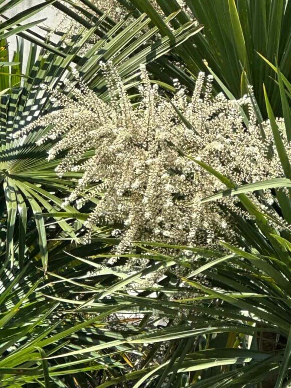 Floraison d'une Cordyline australis, avenue de Flandre, Paris 19e (75)