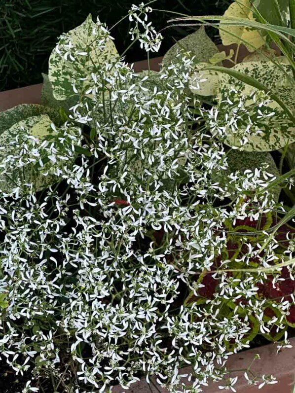 Euphorbe illicifolia au printemps sur mon balcon parisien, Paris 19e (75)