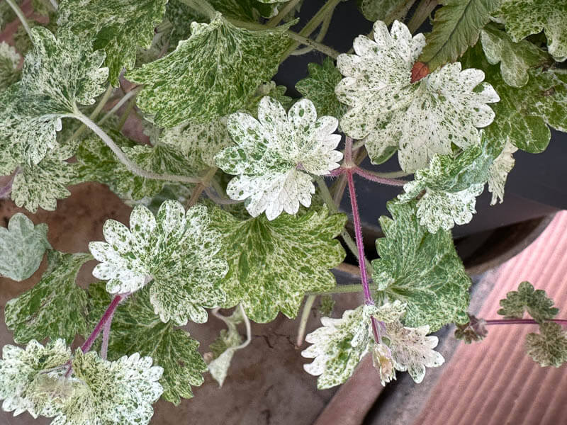 Glechoma hederacea 'Dappled Light' au printemps sur mon balcon parisien, Paris 19e (75)