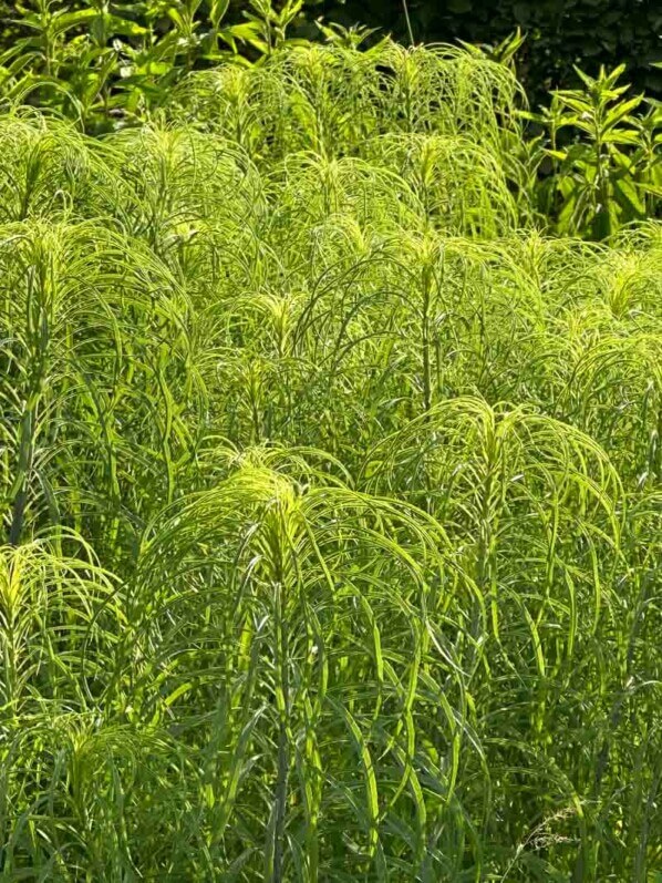 Hélianthe à feuilles de saule, Helianthus salicifolius, Château de Villandry, Villandry (37)