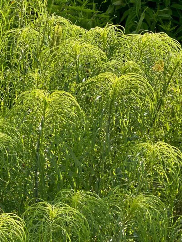 Hélianthe à feuilles de saule, Helianthus salicifolius, Château de Villandry, Villandry (37)