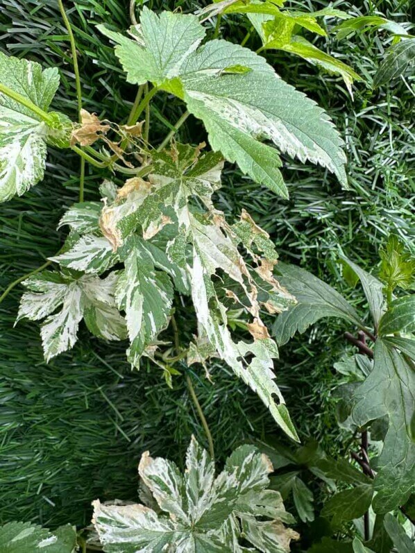 Houblon panaché avec quelques feuilles dévorées par les chenilles, en été sur mon balcon parisien, Paris 19e (75)