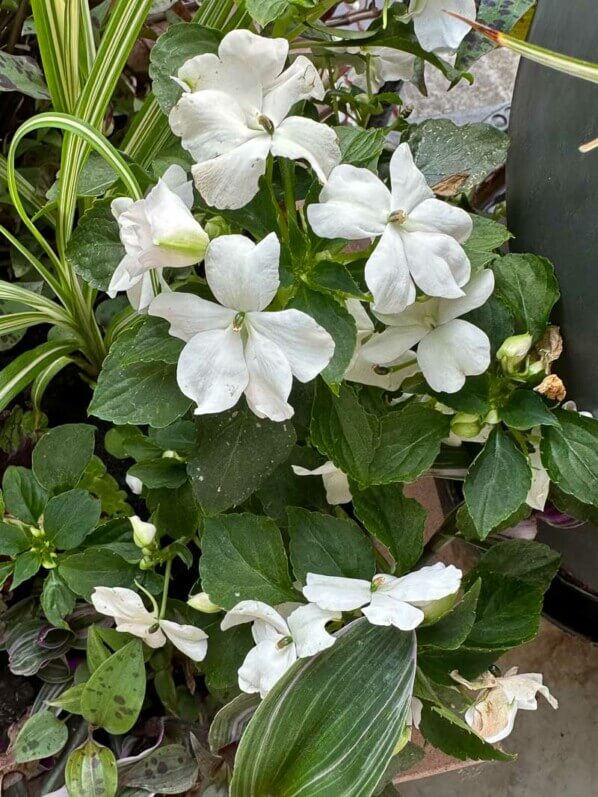 Impatience à fleurs blanches au printemps sur mon balcon parisien, Paris 19e (75)