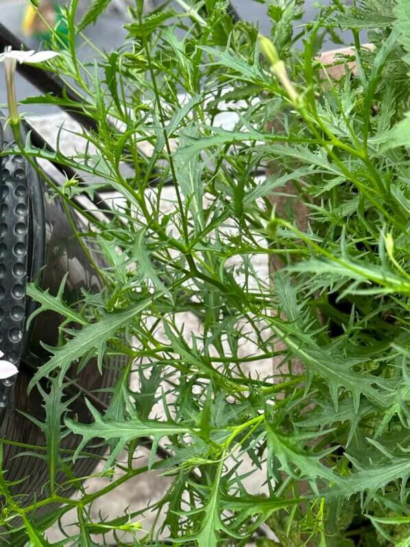 Laurentia axillaris 'Avant-garde blanc' au printemps sur mon balcon parisien, Paris 19e (75)