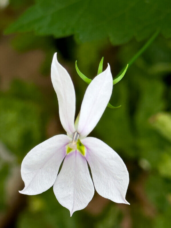 Fleur d'Isotoma (Laurentia) axillaris Avant-garde blanc au printemps sur mon balcon parisien, Paris 19e (75)