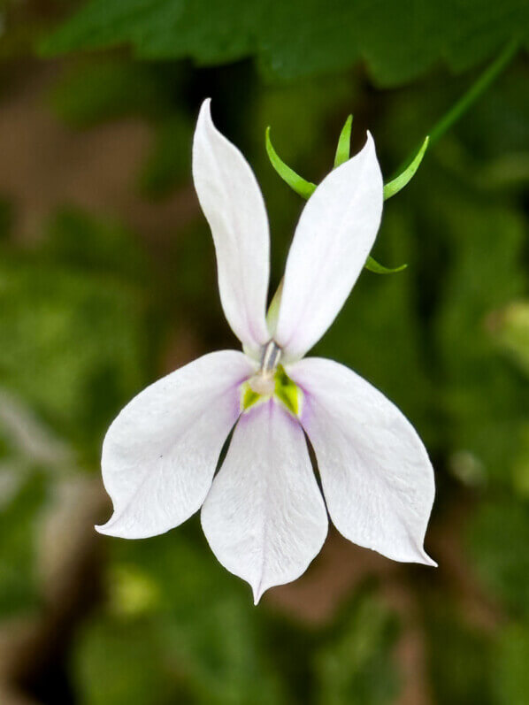 Fleur d'Isotoma (Laurentia) axillaris Avant-garde blanc au printemps sur mon balcon parisien, Paris 19e (75)