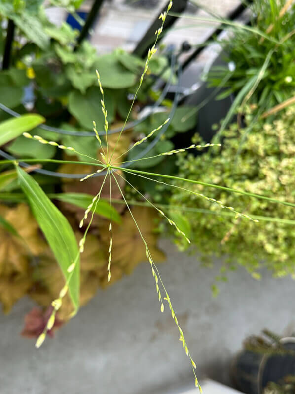 Lire la suite à propos de l’article La floraison très graphique de la graminée Phaenosperma globosa