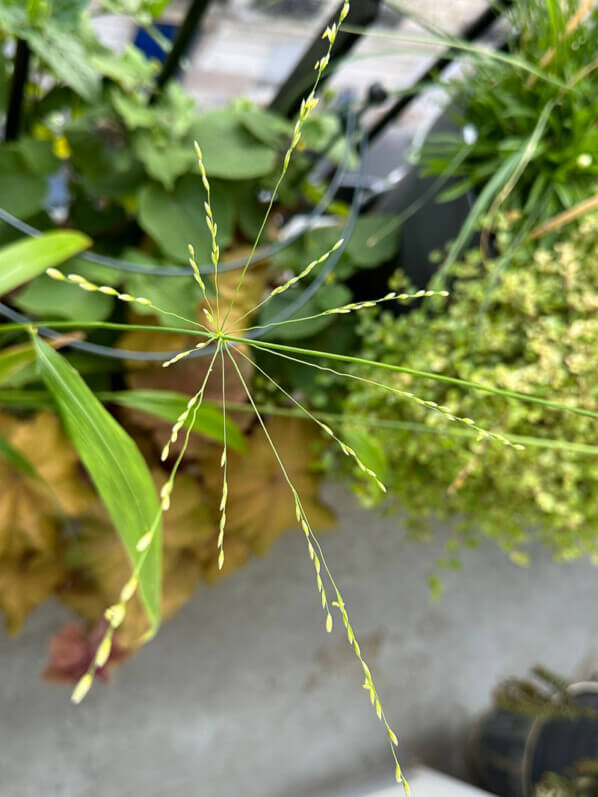 Phaenosperma globosa, graminée, au printemps sur mon balcon parisien, Paris 19e (75), 16 juin 2023, photo Alain Delavie