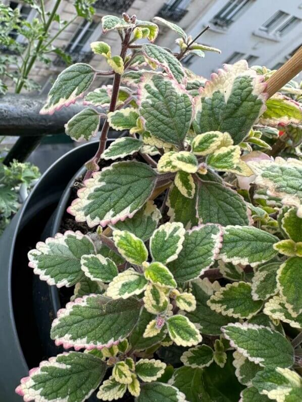 Plectranthus au printemps sur mon balcon parisien, Paris 19e (75)