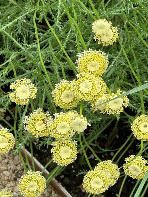 Lire la suite à propos de l’article Santoline à fleurs blanc crème (Santolina benthamiana)