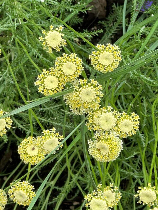 Santoline à fleurs blanc crème (Santolina benthamiana), Festival international des jardins, Chaumont-sur-Loire (41)