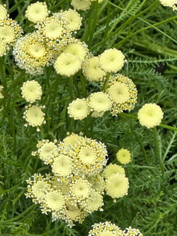 Santoline à fleurs blanc crème (Santolina benthamiana), Festival international des jardins, Chaumont-sur-Loire (41)