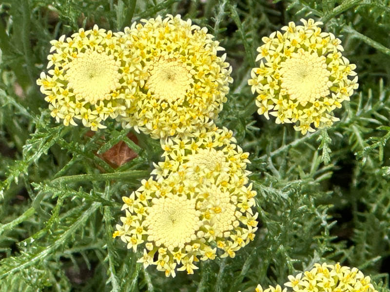 Santoline à fleurs blanc crème (Santolina benthamiana), Festival international des jardins, Chaumont-sur-Loire (41)