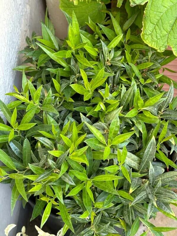 Sarcococca 'Fragrant Valley' au printemps sur mon balcon parisien, Paris 19e (75)