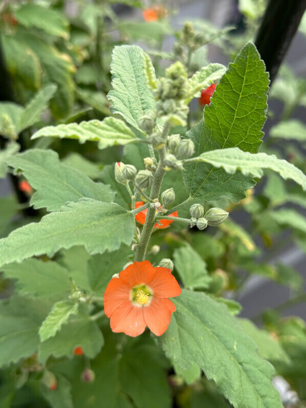 Sphaeralcea ambigua au printemps sur mon balcon parisien, Paris 19e (75)