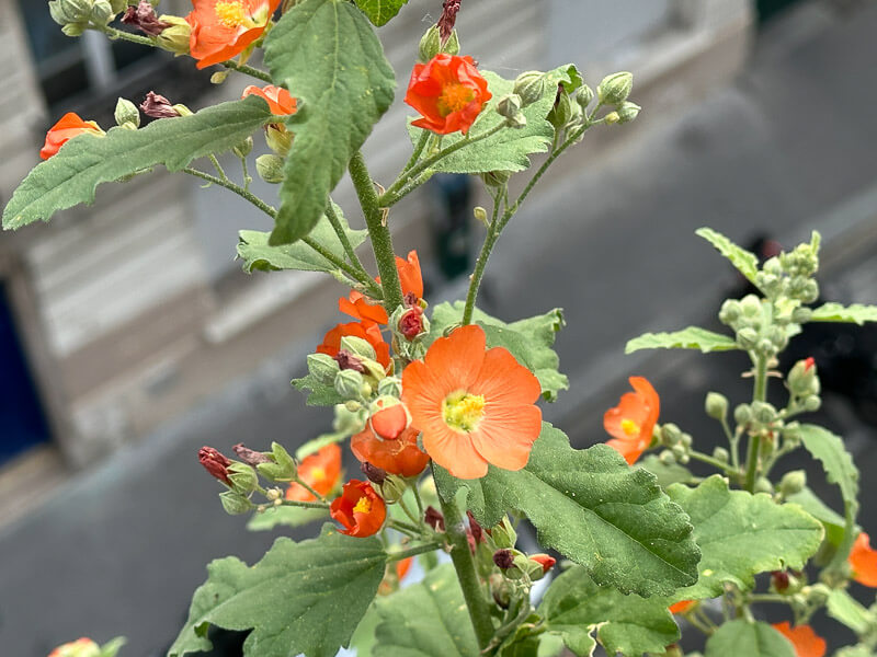 Sphaeralcea ambigua au printemps sur mon balcon parisien, Paris 19e (75)