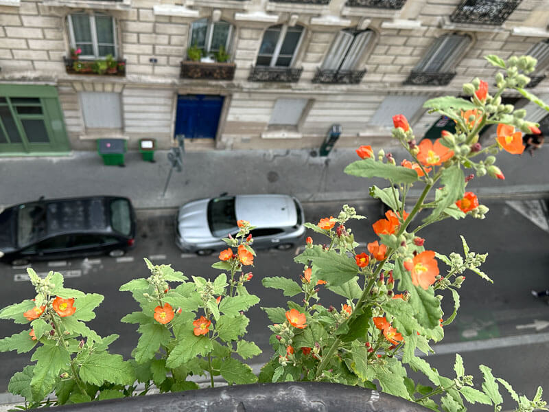 Sphaeralcea ambigua au printemps sur mon balcon parisien, Paris 19e (75)