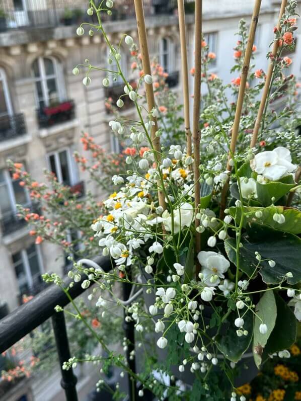 Thalictrum 'Splendide White', Begonia Volumnia, Bidens et Euphorbia 'Diamond Frost' au printemps sur mon balcon parisien, Paris 19e (75)