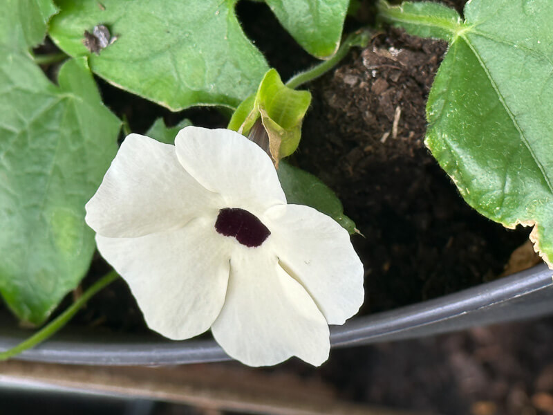 Thunbergia alata au printemps sur mon balcon parisien, Paris 19e (75)