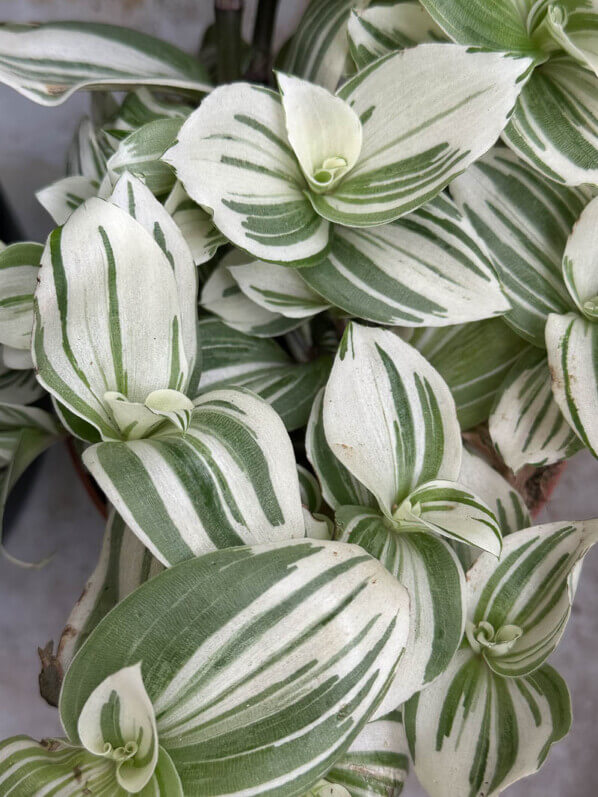 Tradescantia 'Brightness' au printemps sur mon balcon parisien, Paris 19e (75)