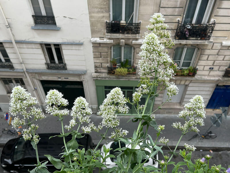 Valériane des jardins au printemps sur mon balcon parisien, Paris 19e (75)