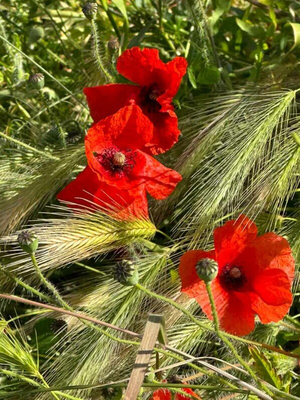 Coquelicots près du parc de Bagatelle, Paris 16e (75)