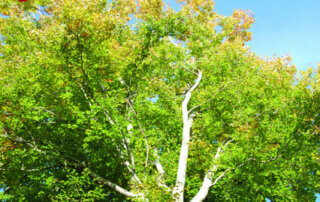 Évaluer la vitalité des arbres avec le guide d'utilisation de la méthode ARCHI