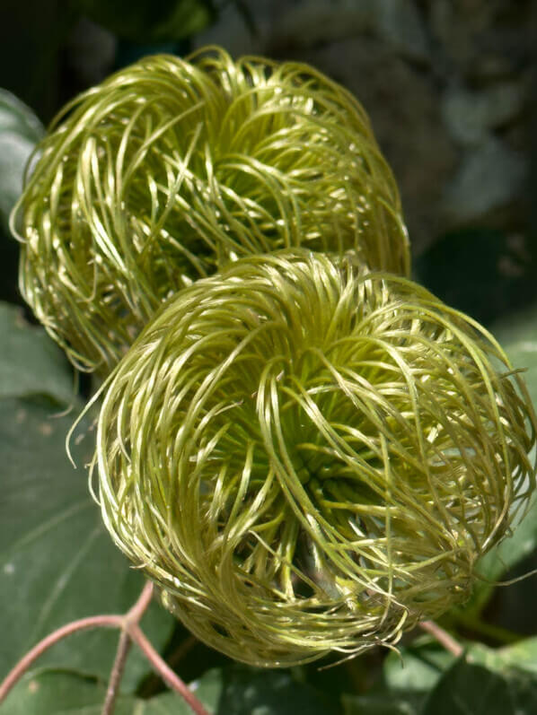 Fruits de la clématite 'Lawsoniana' au printemps dans le parc de Bagatelle, Paris 16e (75)