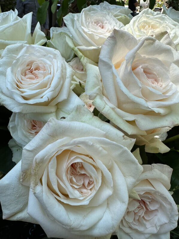 Rose White O'Hara, Pépinières et Roseraies George Delbard, Jardins Jardin, Jardin des Tuileries, Paris 1er (75)